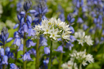 Purple and white flowers : Spanish bluebells (Hyacinthoides hispanica)  and Wild garlic (Allium ursinum) in British woodland