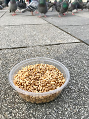 Feeding Birds with Sunflower / Kernel Seeds in Istanbul Streets. / Turkey.