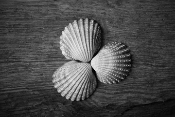 Shells on Driftwood