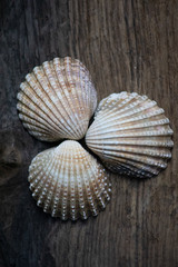 Shells on Driftwood