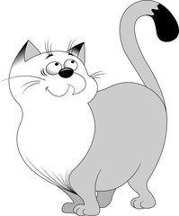 Gray cat