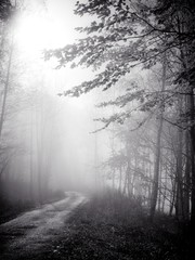 Fototapeta na wymiar small path in fog
