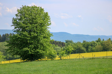 Rapsfeld hinter Bäumen