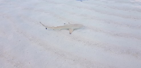 Schwarzspitzen Riffhai