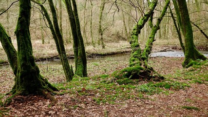 Bemooste Baumstämme im Wald, deutscher Dschungel, Wildnis