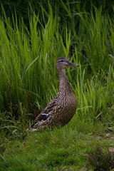 duck in the grass
