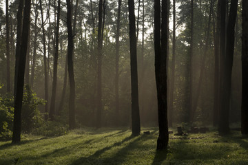 sunrise in the forest in summer summer fog in the forest