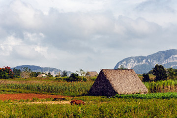 Vinales, Cuba