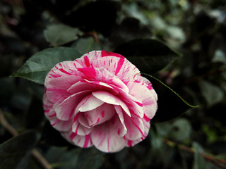 una bella camelia rosa fiorita screziata di bianco