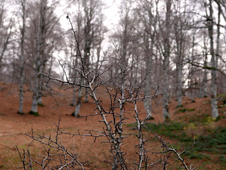 immagine di natura gelata in inverno