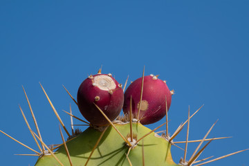 prickly pear cactus