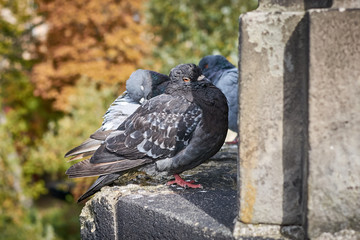 Sleepy puffed up pigeon