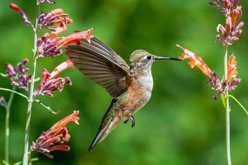 Close Hummingbird © Bernie Duhamel