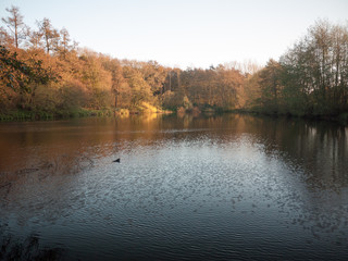 Beautiful golden red yellow autumn lake pond scene nature landscape trees