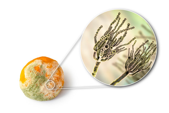 A Mandarin With Mold. Photo And 3D Illustration Of Microscopic Fungi Penicillium Which Cause Food Spoilage And Produce Antibiotic Penicillin