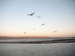 Fototapeta premium Beautiful blue outside ocean texture surface with birds swans swimming