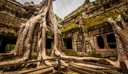 Fototapeta premium Giant tree in Ta Prohm temple.