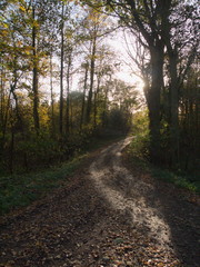 Naklejka premium Beautiful close up of autumn tree branches outside nature