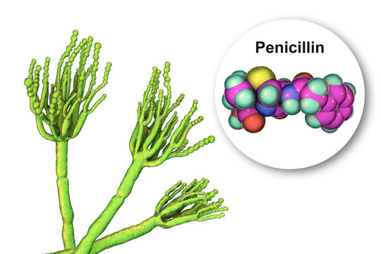 Fungi Penicillium producing penicillin antibiotic, 3D illustration
