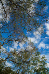  trees, branches, greenery, foliage, sky, clouds, nature