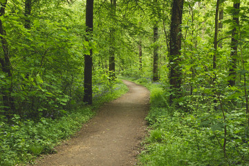 A foot path in a green springtime forest