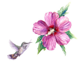 Watercolor Humming Bird and Pink Flower © val_iva