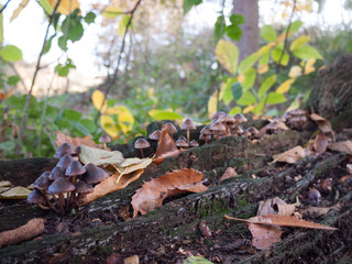 Beautiful small mushrooms close up outside autumn day