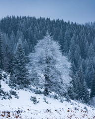 Fototapeta premium forest in winter