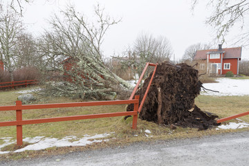 Obraz premium Fallen tree and destroyed fence in front of a red cottage after the terrible storm Alfrida in Sweden