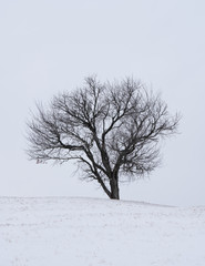 Fototapeta premium tree in snow