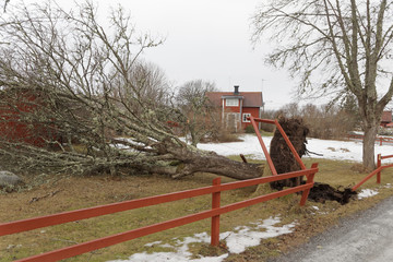 Fototapeta na wymiar Fallen tree in front of a red cottage after the terrible storm Alfrida in Sweden