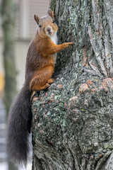 Eichhörnchen in Stockholm