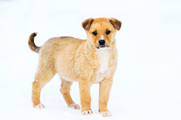 beautiful little puppy standing in the snow