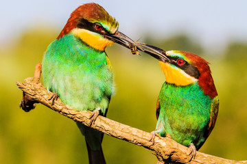 birds divided insects mating courtship