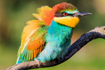 colorful fluffy bird on a summer day