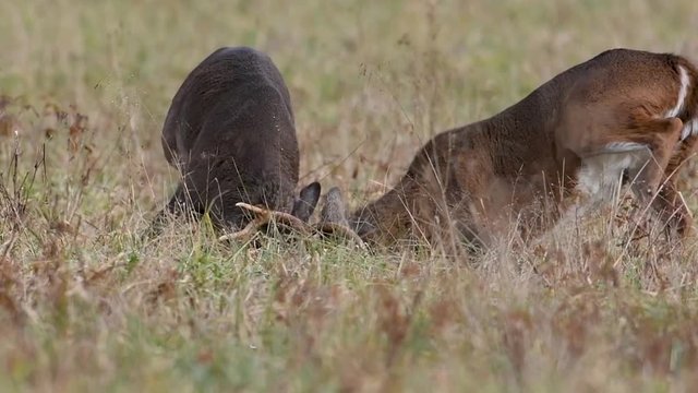 Slow motion of two large white-tailed bucks sparring in an open meadow in Smoky Mountain National Park