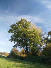 Fototapeta na wymiar Autumn blue sky line trees green nature outside landscape