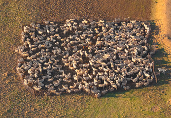 Fotografia aerea, desde un globo, en la provincia de SEgovia, España, de un rebaño de ovejas en un corral y un perro pastor cuidando del rebaño. 