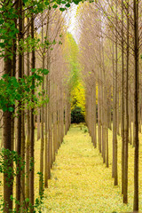 Long road through an autumn forest with golden leaves