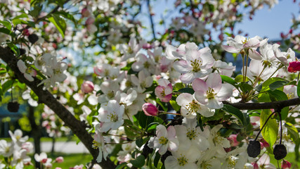 APPLE TREE - Flowers in on fruit trees in orchards
