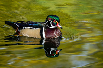 Drake Wood Duck Reflection