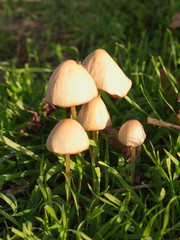 Beautiful small mushrooms close up outside autumn day