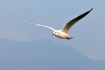 Common gull (Black-headed Gull) in flight in a blue sky