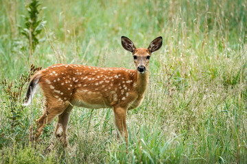 Fawn Portrait