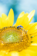 bee collecting pollen on sunflower