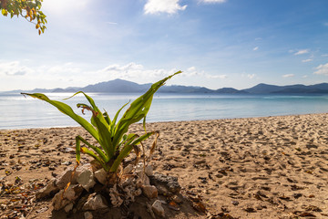 View of tropical beach on the Ditaytayan island, Busuanga, Palawan, Philippines. Beautiful tropical island with sand beach, palm trees. Travel concept.
