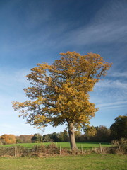 Obraz na płótnie Canvas Autumn blue sky line trees green nature outside landscape