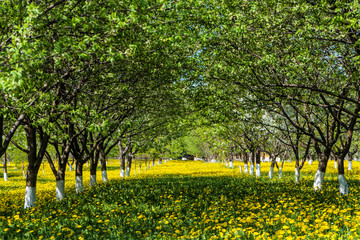 Fototapeta premium Rzędy zielony ogrodnictwo kwitnie owocowych drzewa na zielonym kwitnie gazonie żółci dandelions. Łukowa aleja na wiosnę.