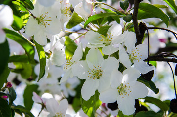 APPLE TREE - Flowers in on fruit trees in orchards

