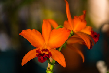 orange flower